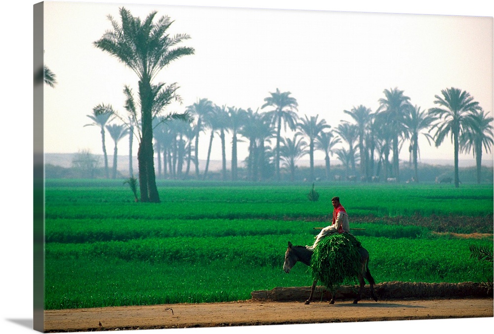 Egypt, Egypt, Man riding on donkey