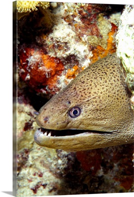 Egypt, Red Sea, Tropical moray in coral