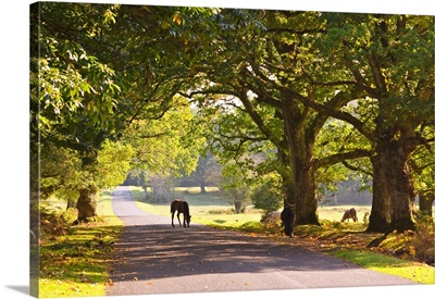 England, Hampshire, New Forest National Park