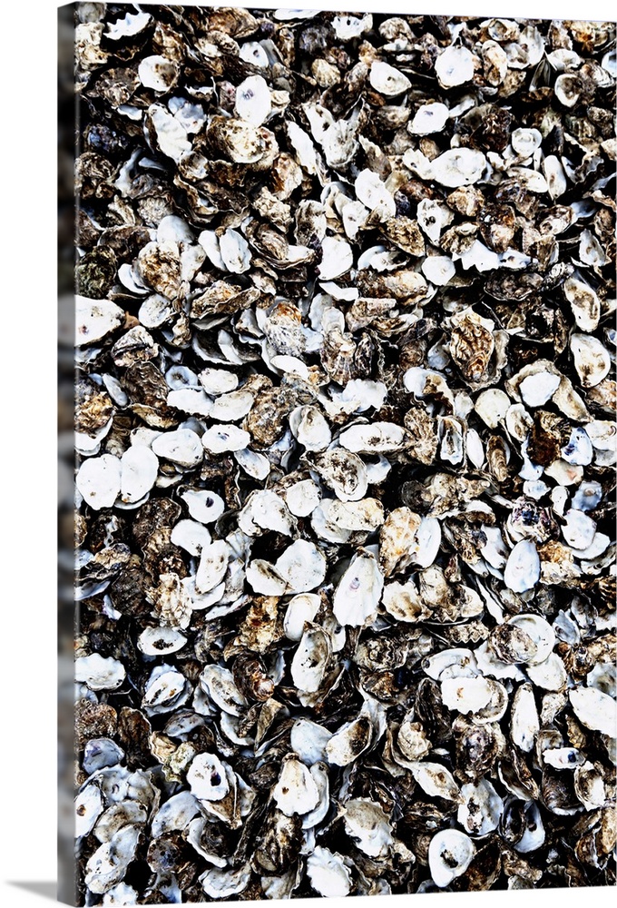 England, Kent, Whitstable, Oyster shells