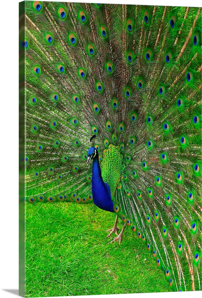 Great Britain, London, Richmond, Kew Gardens, Peacock