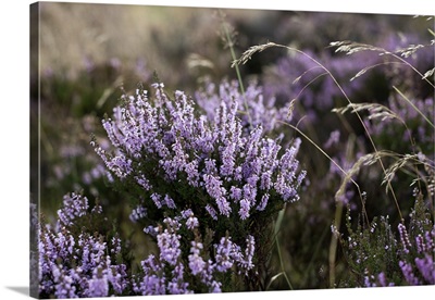 England, North Yorkshire Moors National Park, Heather on the moors