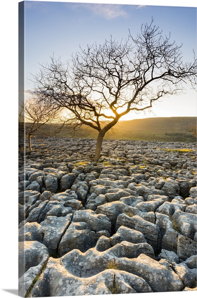 England, West Yorkshire, Great Britain, British Isles, Lone tree on Ingleborough limestone pavement