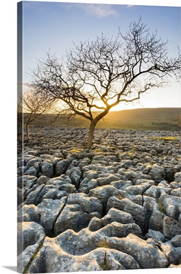 England, West Yorkshire, British Isles, Lone Tree On Ingleborough Limestone Pavement