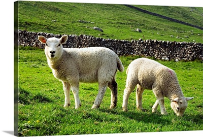 England, Yorkshire, Yorkshire Dales National Park, lambs
