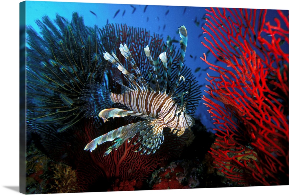 Fiji, Lionfish swimming between Gorgonia, Coral and Crinoide