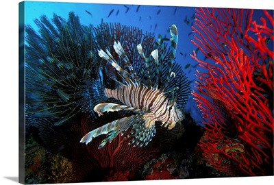 Fiji, Lionfish swimming between Gorgonia, Coral and Crinoide