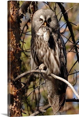 Finland, Lappi, Scandinavia, Kuusamo, a Great grey owl with a small mouse in its beak