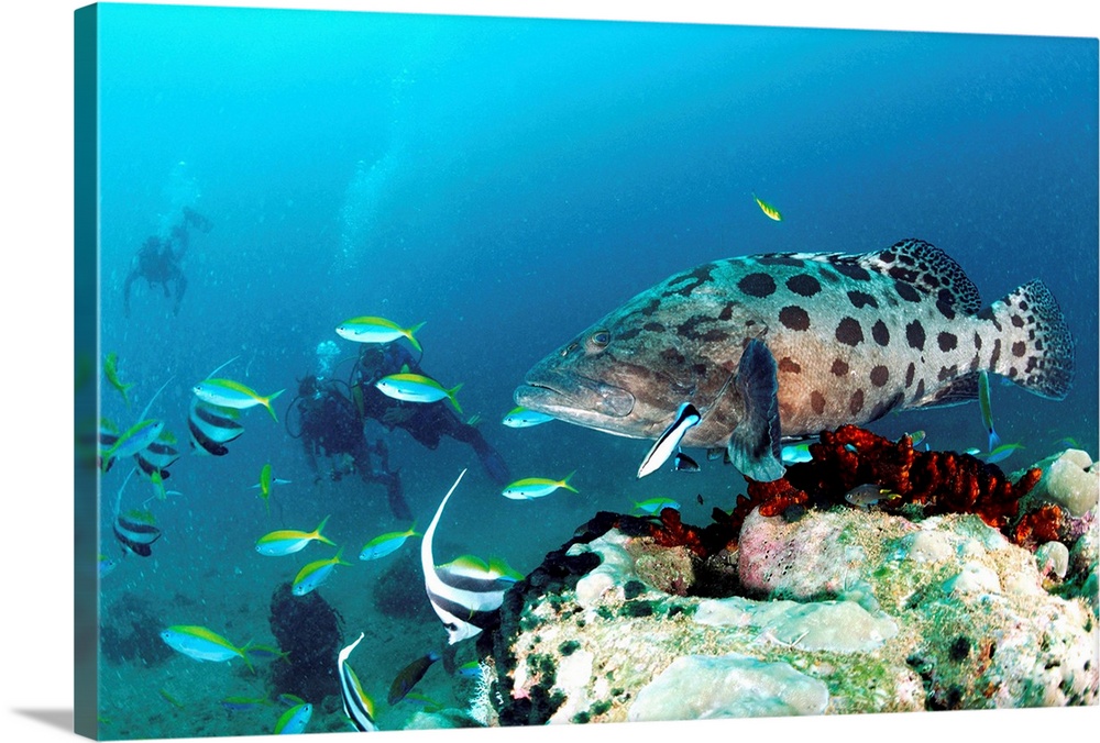 Fish, Watamu, Malindi marine natural park, tropical fish
