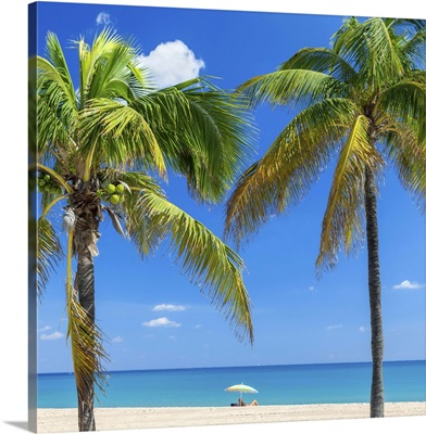 Florida, Atlantic ocean, Fort Lauderdale, Palms on the beach