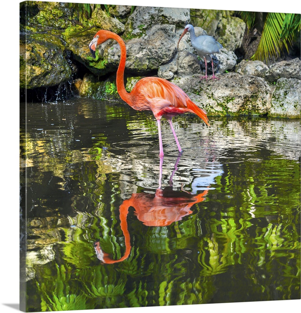 Florida, Davie, Flamingo Gardens (west of Fort Lauderdale), flamingoes.