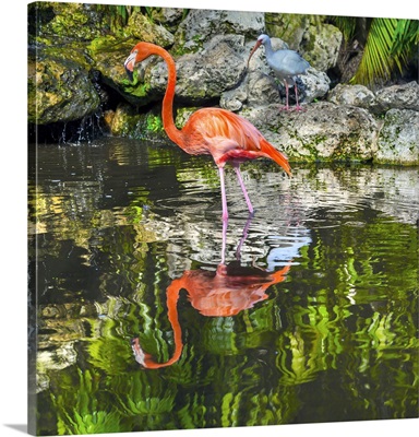 Florida, Davie, Flamingo Gardens (West Of Fort Lauderdale), Flamingoes