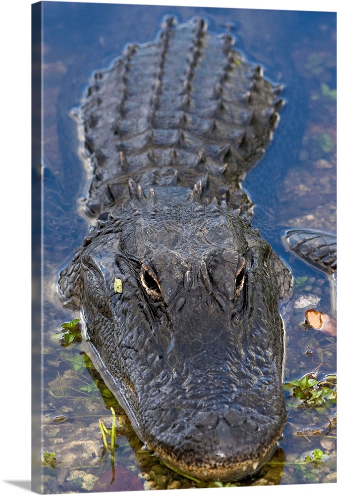 USA, Florida, Everglades National Park, Alligator (Alligator mississippiensis).