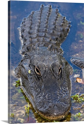 Florida, Everglades National Park, Alligator (Alligator mississippiensis)
