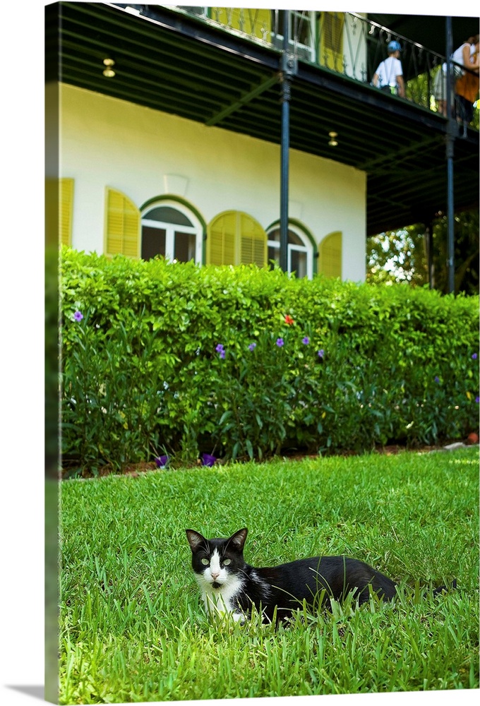 Florida, Key West, Hemingway House, cat lying on lawn