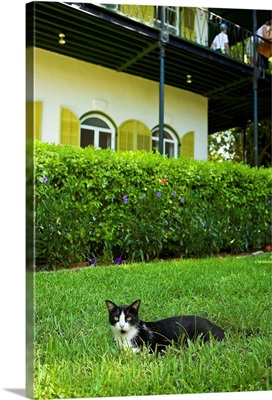 Florida, Key West, Hemingway House, cat lying on lawn