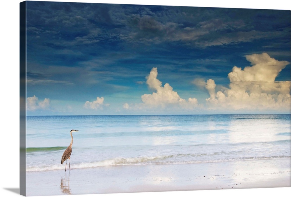 Florida, Saint Petersburg, Saint Petersburg Beach, Great Blue Heron