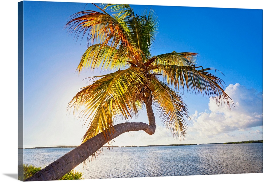 Florida, South Florida, The Keys, Islamorada, leaning palm tree.