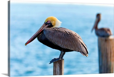Florida, St. Petersburg, pelican