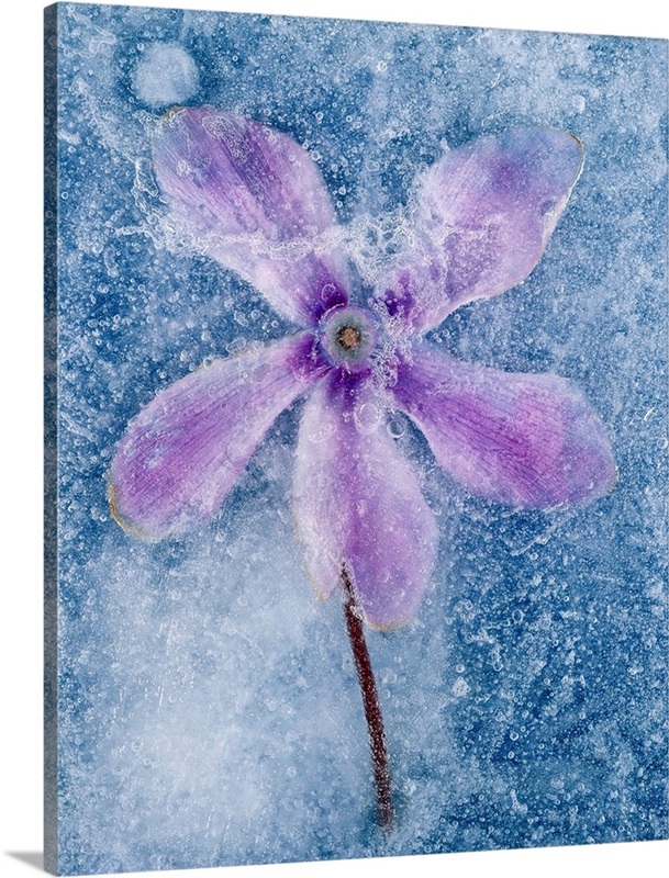 Flower in ice Wall Art, Canvas Prints, Framed Prints, Wall Peels
