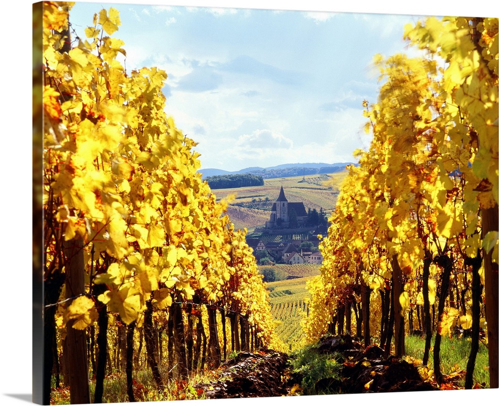 France, Alsace, Vineyard and Hunawihr village