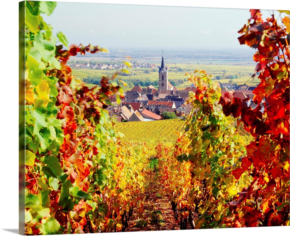 France, Alsace, Vineyards and Rodern village