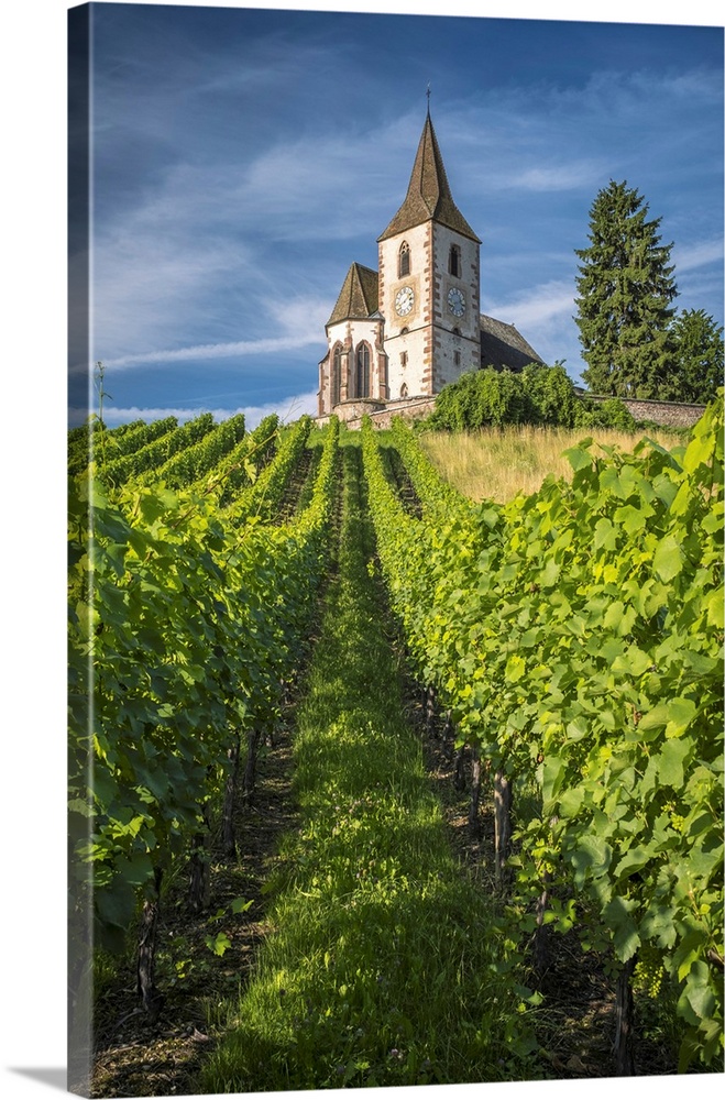 France, Grand Est, Haut-Rhin, Alsatian Wine Route, Route des Vins d'Alsace, Hunawihr, A view up through a vineyard to the ...