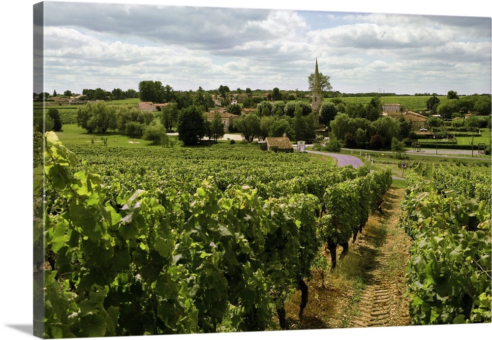 France, Aquitaine, Bordeaux, Bordeaux region, Sauternes ...