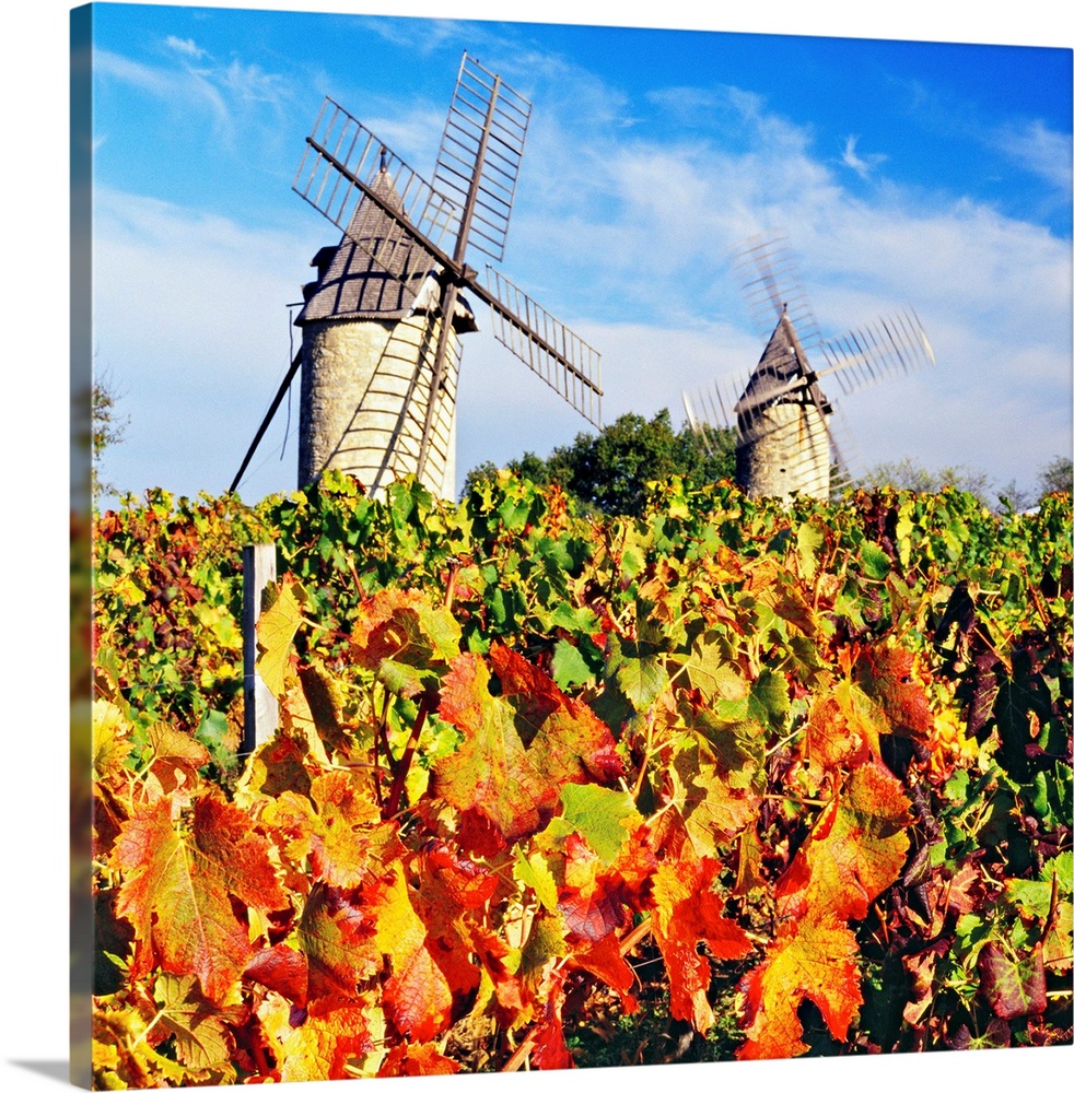 France, Aquitaine, Saint-Emilion, Gironde, Bordeaux region, Travel Destination, Ch..teau Calon vineyard