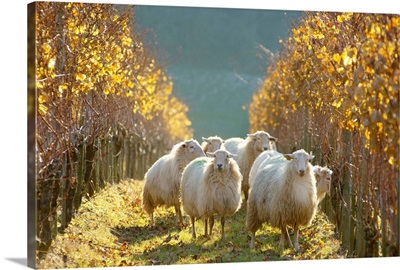 France, Aquitaine, Sheep grazing in vineyards near Irouleguy village