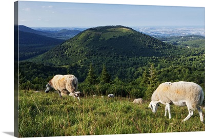 France, Auvergne, Puy-de-Dome, sheep grazing on top of Puy de Pariou