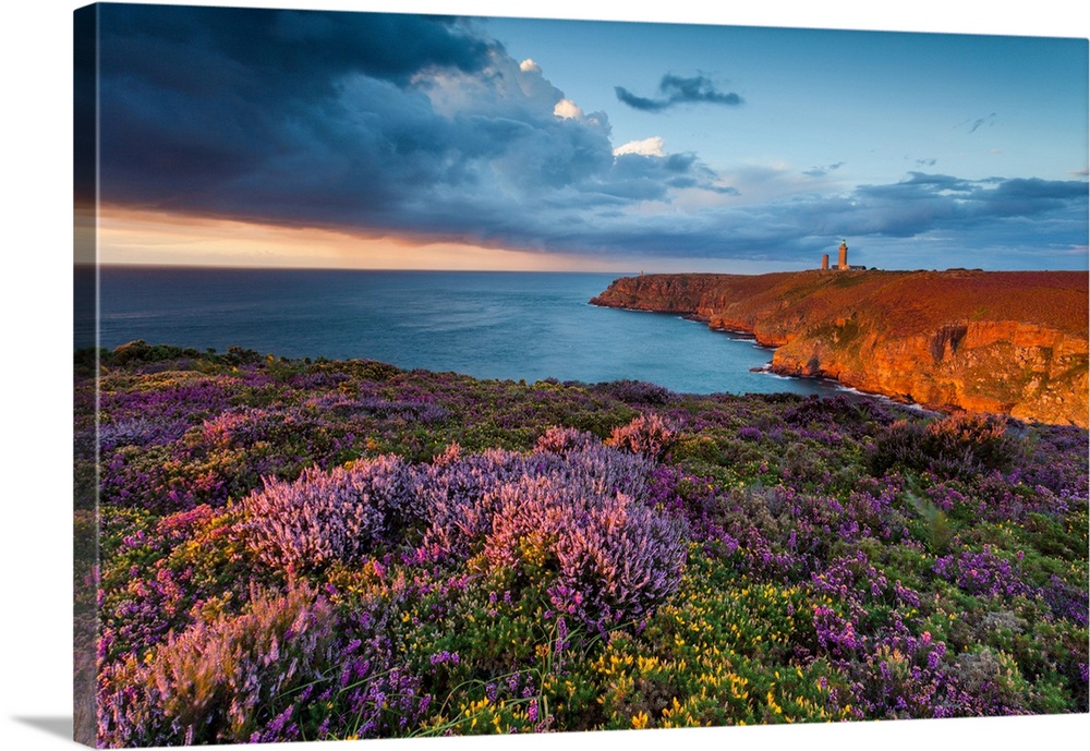 France, Brittany, Cap Frehel, Cotes-d'Armor, Emerald Coast, Blooms of heather and gorse wild at sunset on the cliffs, this...