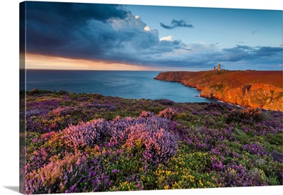 France, Brittany, Blooms Of Heather And Gorse Wild At Sunset On The Cliffs
