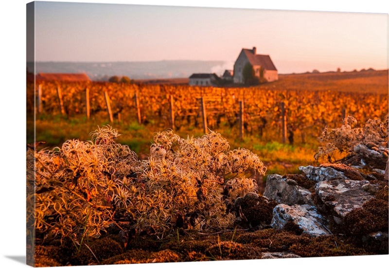 France, Burgundy, Chassagne-Montrachet, Abbaye De Morgeot Wall Art