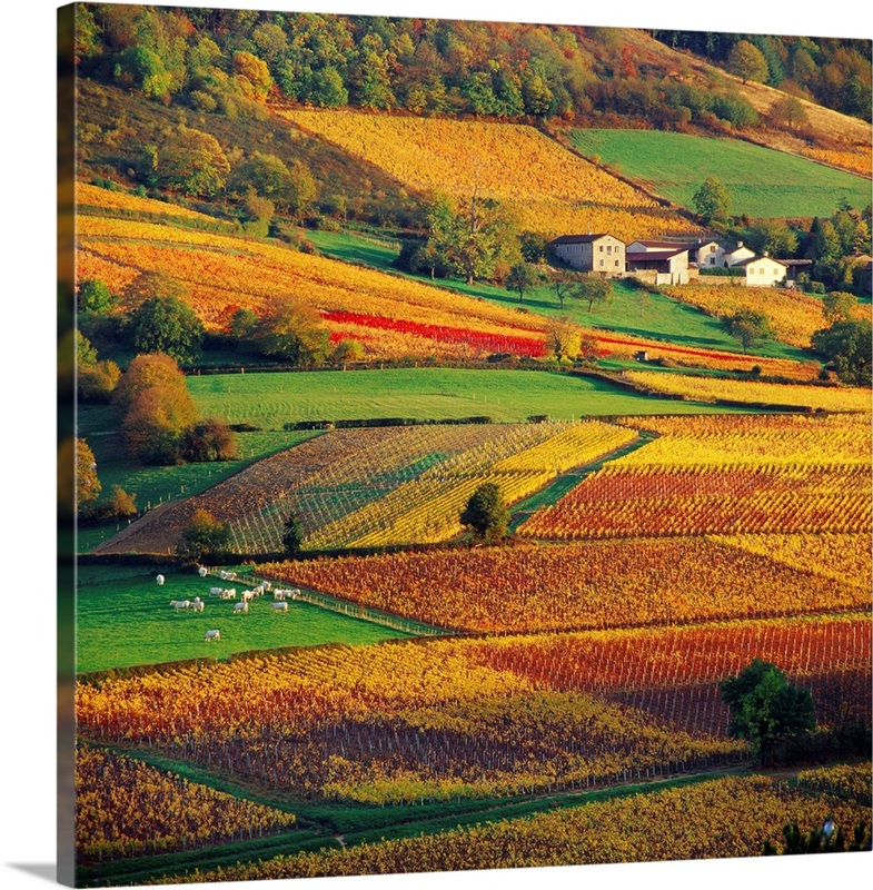 France, Burgundy, Countryside near Pierreclos village | Great Big Canvas