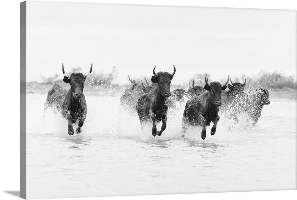 France, Provence-Alpes-Cote d'Azur, Saintes-Maries-de-la-Mer, Camargue, Black bulls run through a lake in the Camargue.