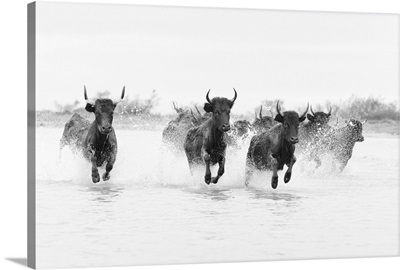 France, Camargue, Black bulls run through a lake in the Camargue