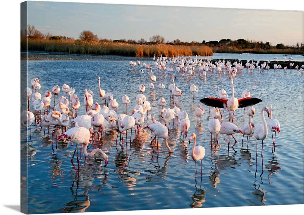 France, Camargue, Regional Nature Park of the Camargue, Parc Ornithologique de Pont-de-Gau, Pink Flamingo