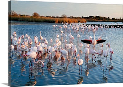 France, Camargue, Regional Nature Park Of The Camargue, Pink Flamingo