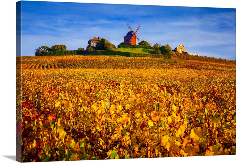 France, Champagne-Ardenne, Champagne, Marne, Verzenay, Vineyards and windmill in autumn.