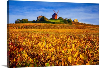 France, Champagne-Ardenne, Champagne, Marne, Verzenay, Vineyards And Windmill In Autumn