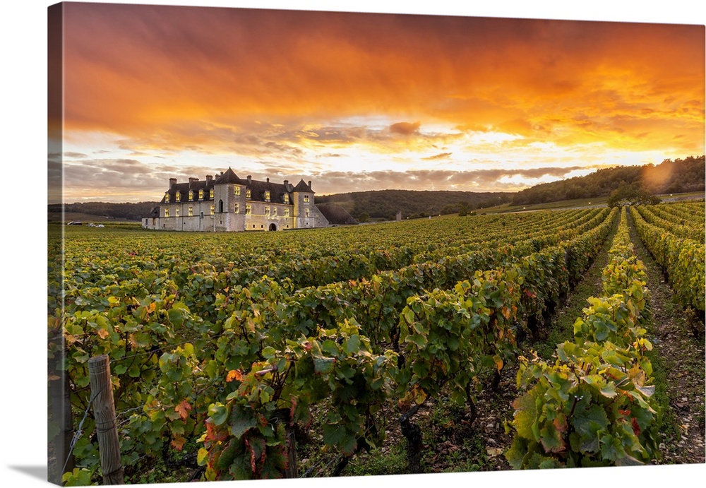France, Bourgogne-Franche-Comto, Cote-d'Or, Vougeot, Chateau Clos de Vougeot & its vineyards along Route des Grands Crus a...