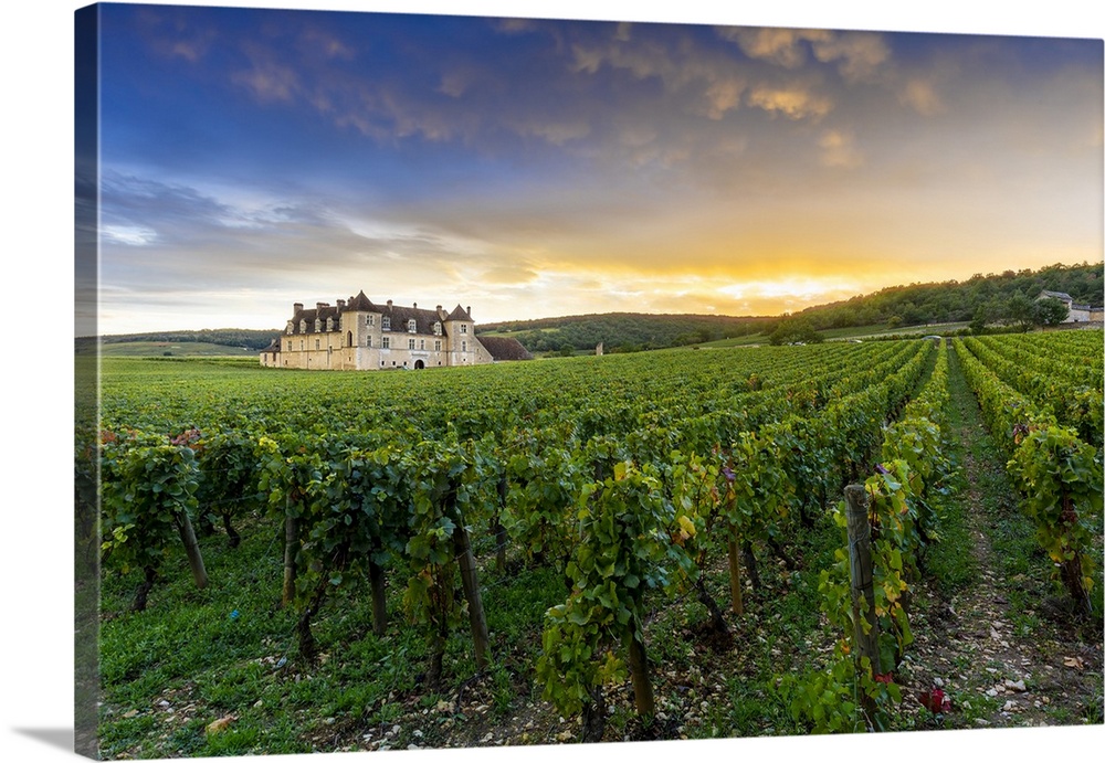 France, Bourgogne-Franche-Comte, Vougeot, Cote-d'Or, Chateau Clos de Vougeot and its vineyards along the Route des Grands ...