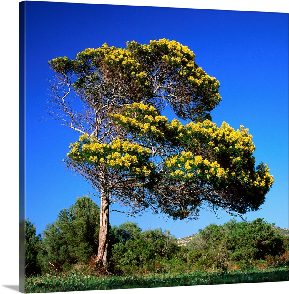France, Corsica, Agriates, Desert des Agriates, tree in bloom (acacia)
