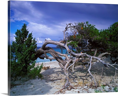 France, Corsica, Agriates Desert, Saleccia beach