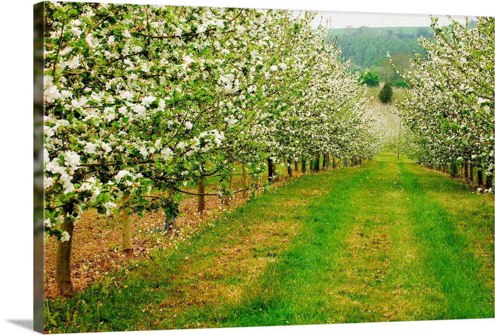 France, Normandy, Apple trees in full blossom in the orchard