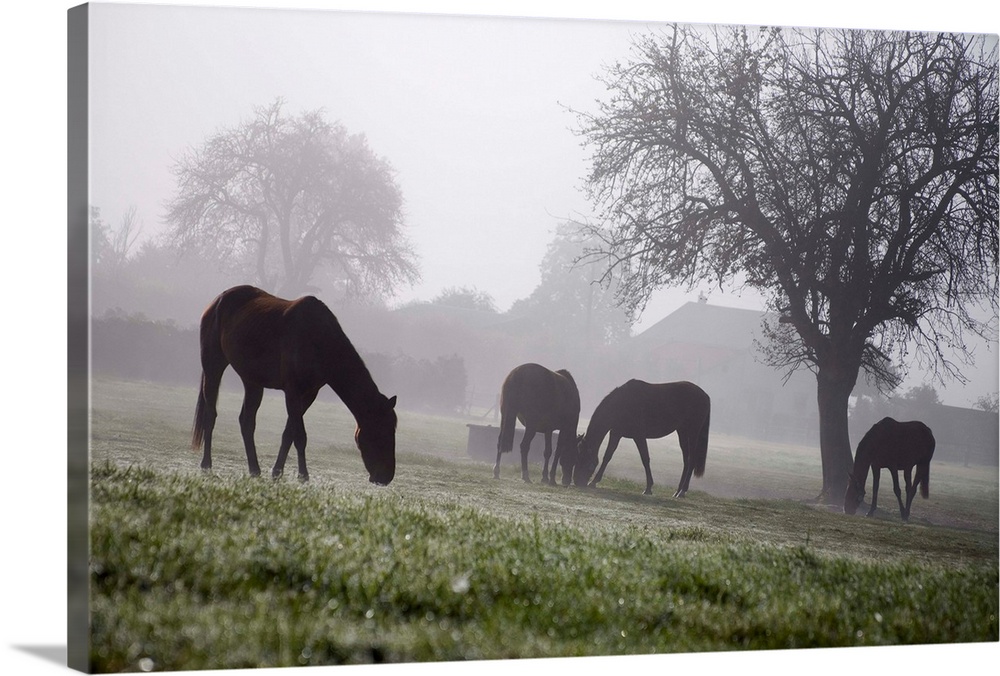 France, Normandy, Normandie, Typicall view of horses in the fields