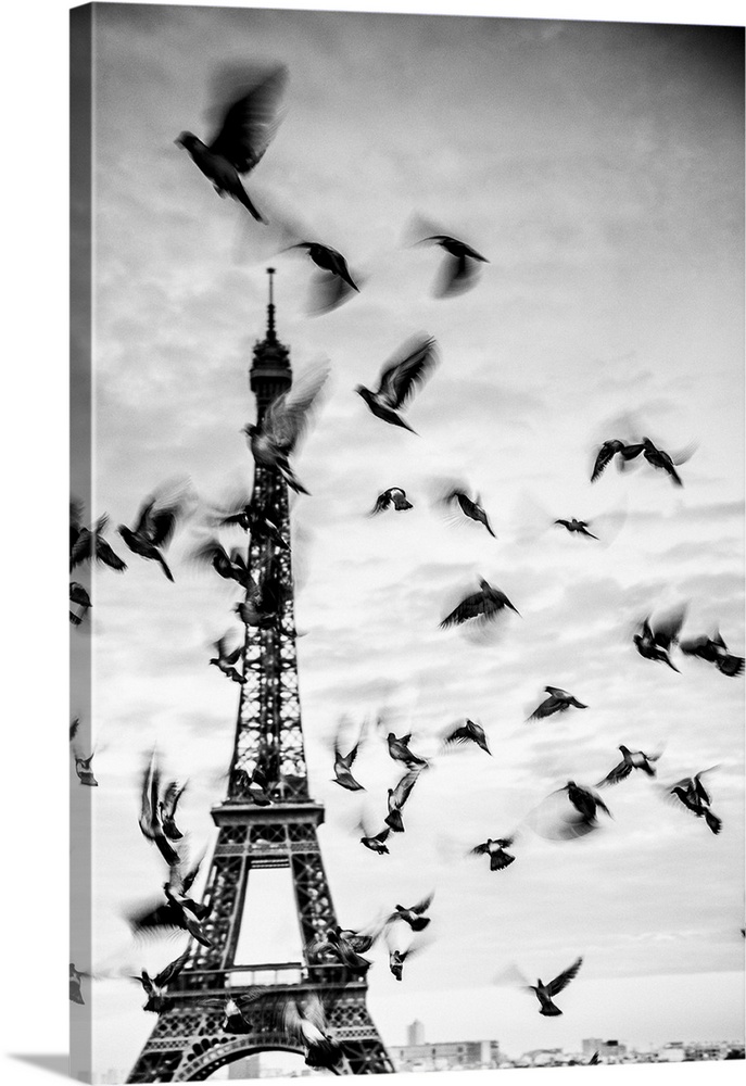 France, Paris, Eiffel Tower, Birds in front of the Eiffel Tower.