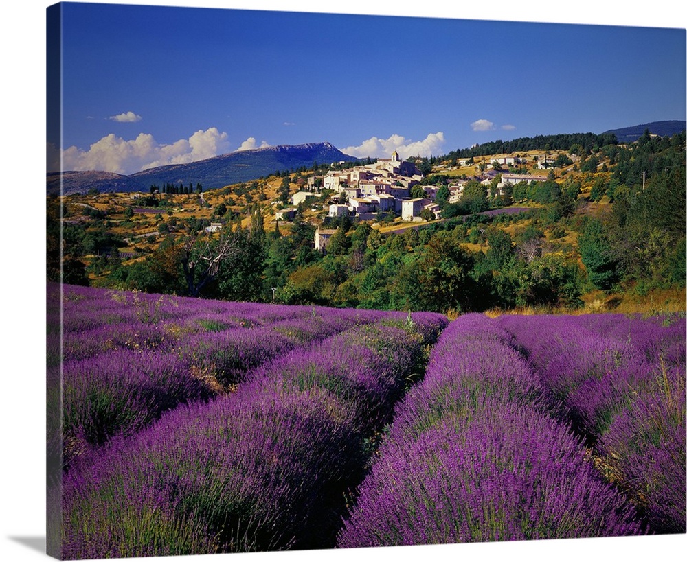 France, Provence-Alpes-C..te d'Azur, Aurel, Lavender fields