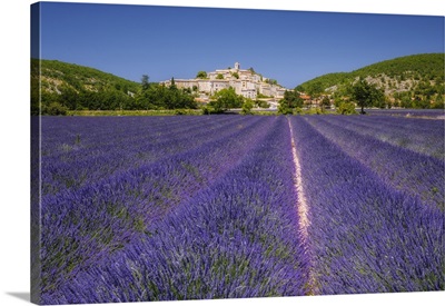 France, Provence-Alpes-Cote D'azur, Banon, Field Of Lavender